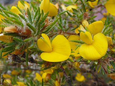 Pultenaea tenuifolia, PJL 3451, 8.3 km SSE Mount Hope settlement, EP, by P.J. Lang, flower, P1090316